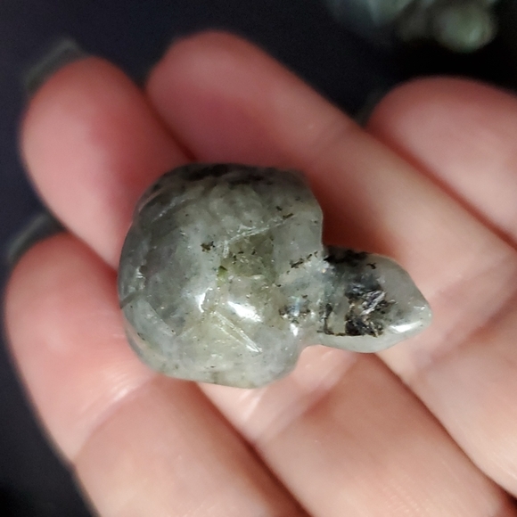 Turtle Family 🐢🐢🐢 - Picture 6 of 9